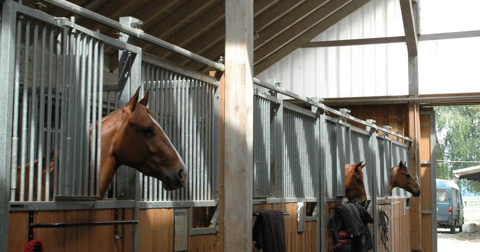 Pferde schauen aus ihren Boxen in der lichtdurchfluteten Stallgasse der Reitsportanlage Haldau