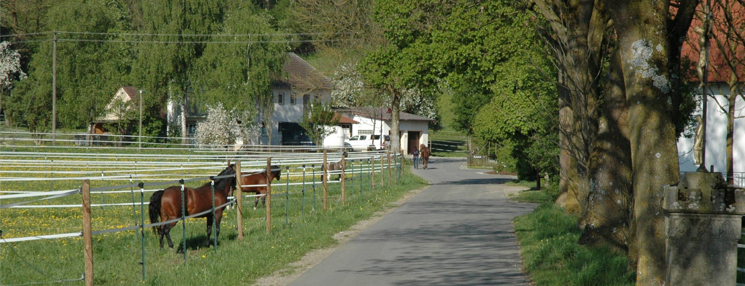 Der von Bäumen gesäumte Weg zur Reitsportanlage Haldau, links Koppeln mit Pferden