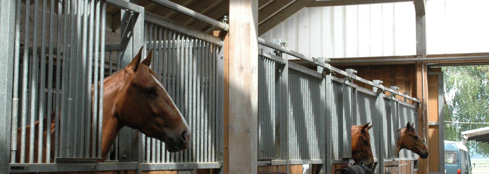 Pferde schauen aus ihren Boxen in der lichtdurchfluteten Stallgasse der Reitsportanlage Haldau